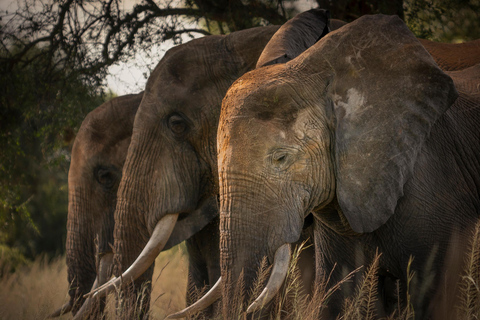3-Day Ugandan tour with Murchison Falls, Rhinos & Chimpanzee