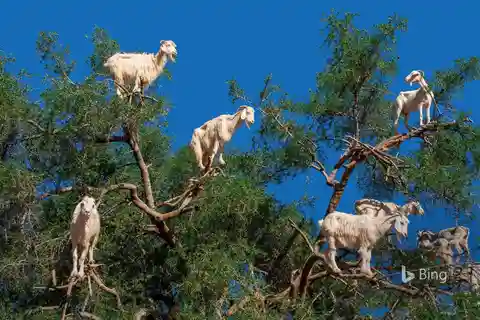 Essaouira von Marrakesch aus erkunden
