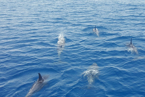 Elección del Capitán: Observación de delfines al atardecer