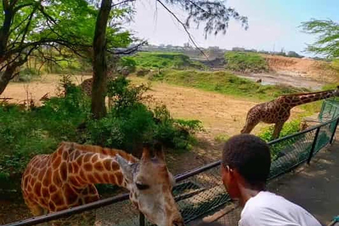 Mombasa: Met de auto giraffen voeren in Haller Park.