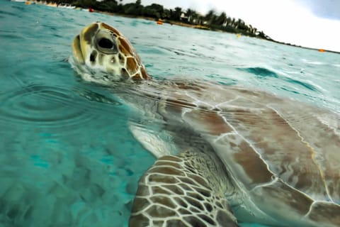 Akumal: Turtle Snorkeling Tour at Natural Paradise