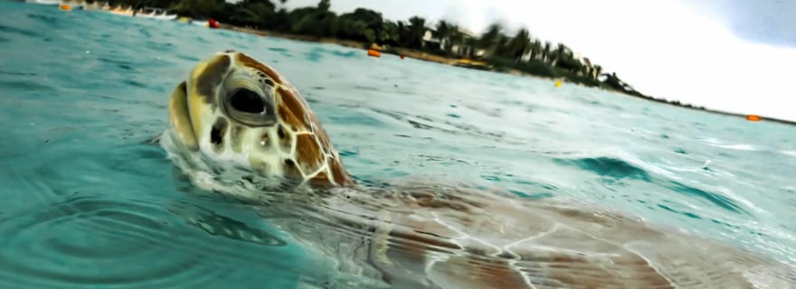 Akumal : Plongez au cœur d'un paradis naturel pour une rencontre avec les tortues