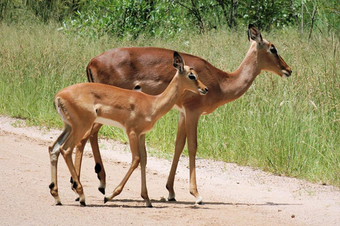 Från Durban: Lion Park och Tala Game Reserve Halvdagsutflykt