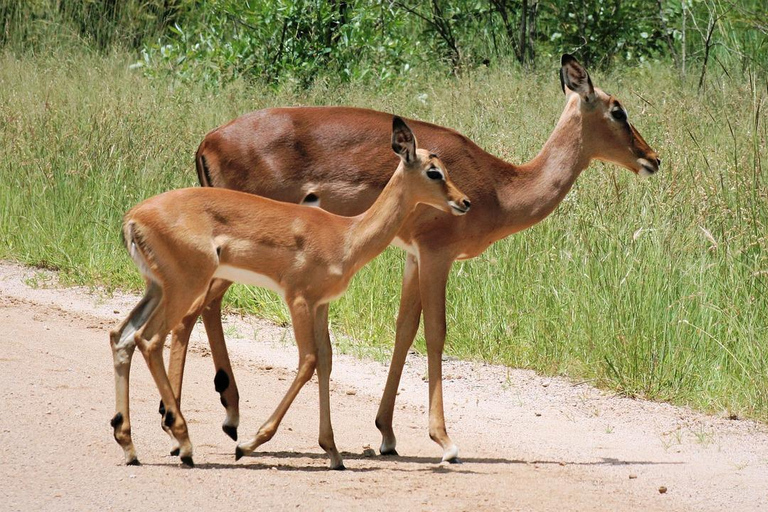 Från Durban: Lion Park och Tala Game Reserve Halvdagsutflykt