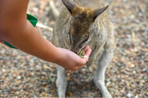 Sydney: Featherdale Wildlife Park Private Tour