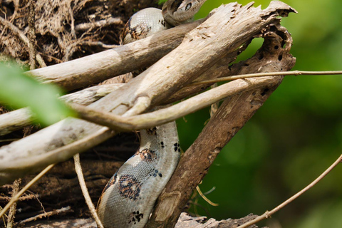 Tortuguero nationalpark: Jaguar Trail Dagspromenad Äventyr