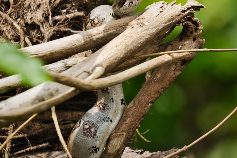 Nationaal Park Tortuguero: Dagwandeling Jaguar Trail