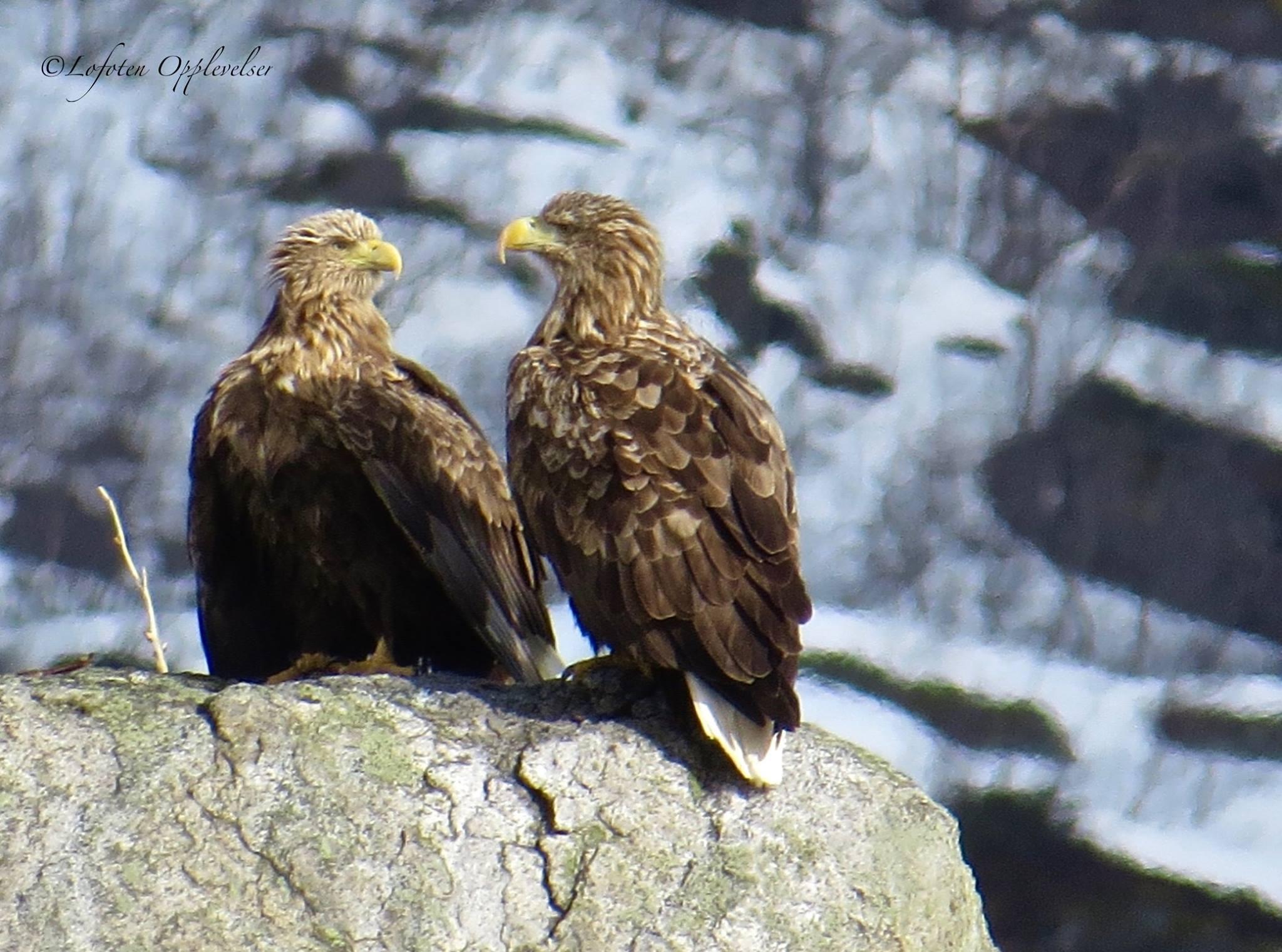 Seeadler/Natursafari