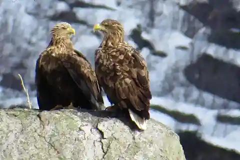 Seeadler/Natursafari