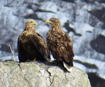 Sea Eagle/Nature Safari