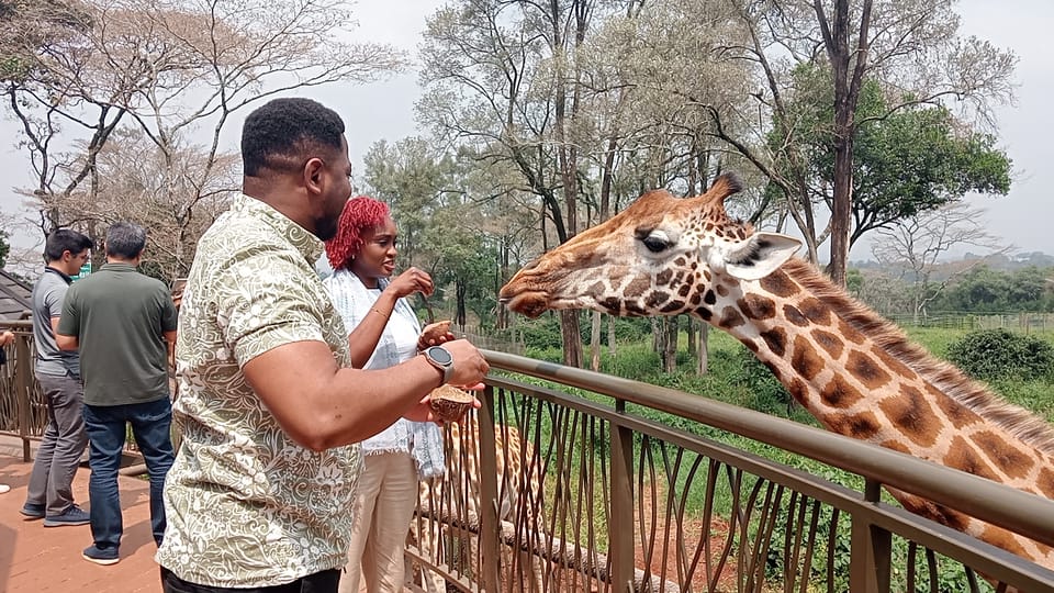 Nairobi Karen Blixen Elephant Orphanage And Giraffe Center Getyourguide