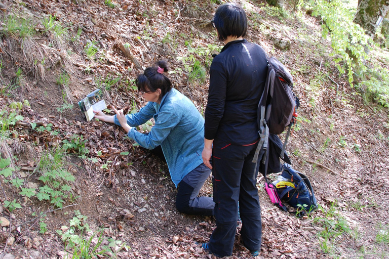 Poiana Brașov: setas silvestres y secretos del bosque