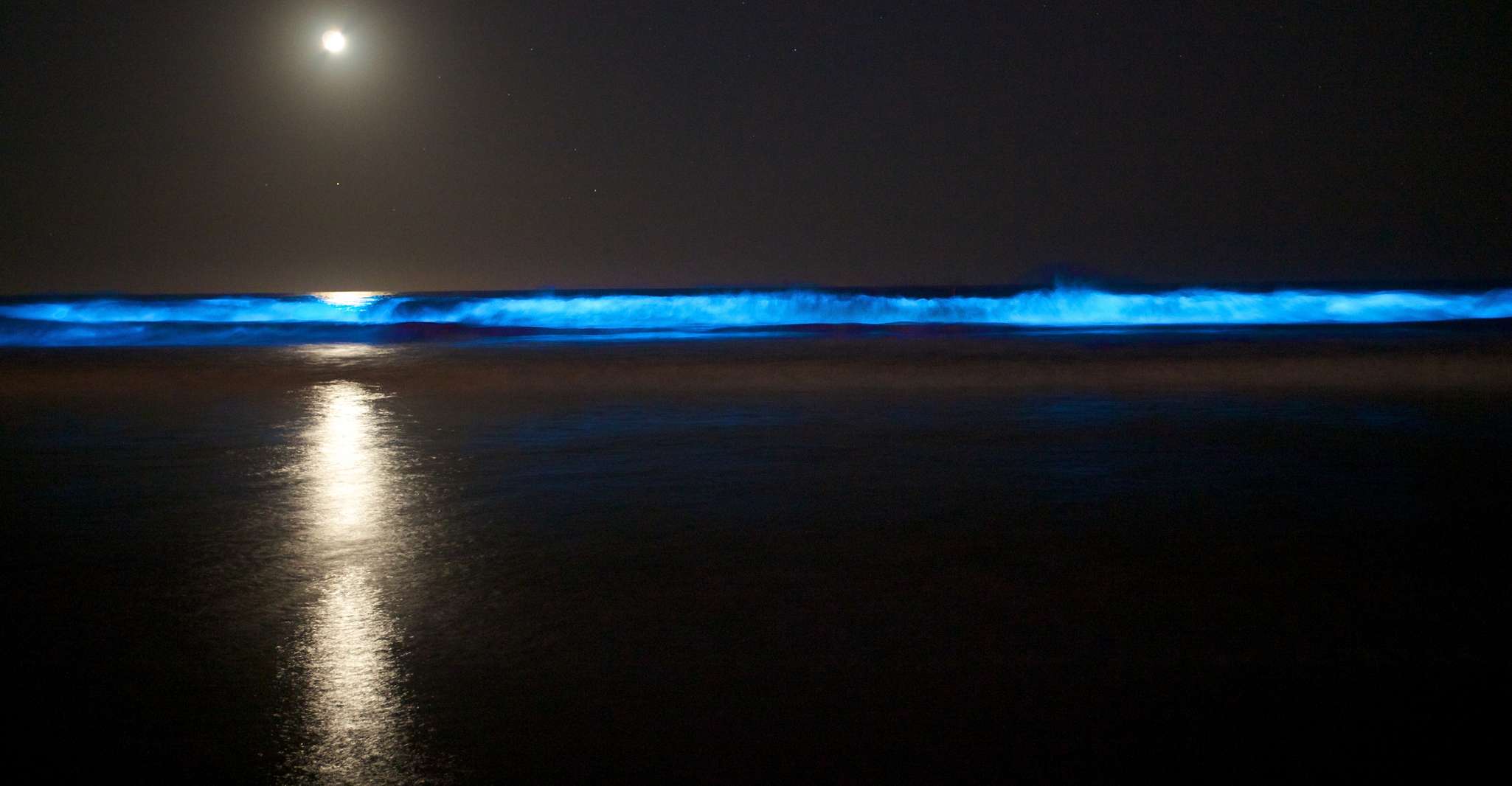 Auckland, Bioluminescence Kayak Tour by Night avec Tuition - Hizvo