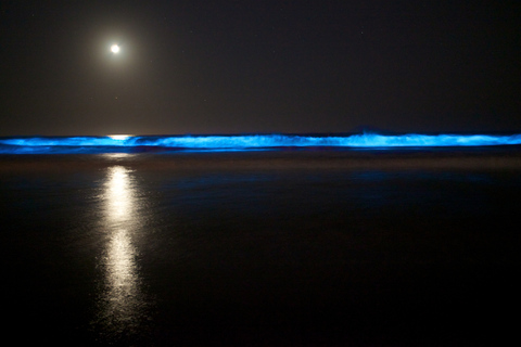 Auckland : Visite nocturne en kayak de la bioluminescence avec encadrementAuckland : Excursion nocturne en kayak à la recherche des bioluminescences avec cours