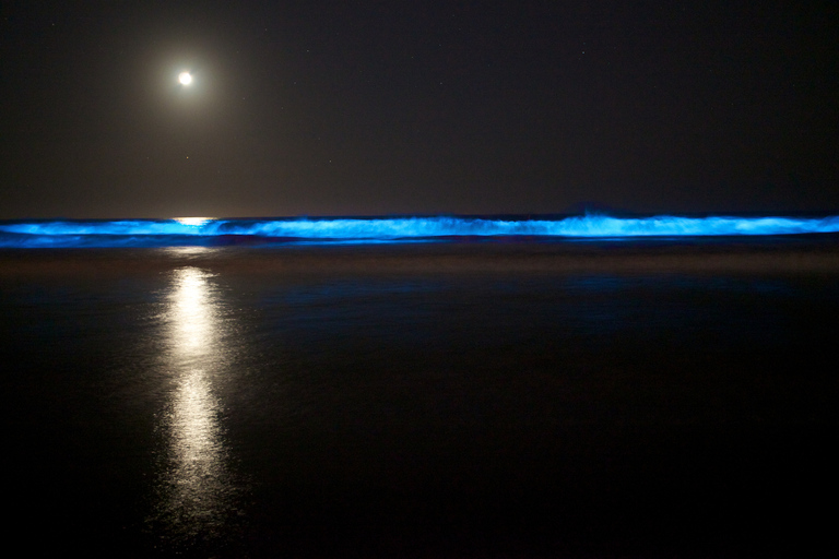 Auckland: Bioluminescentie kajaktocht bij nacht met lesAuckland: Bioluminescentie-kajaktocht 's nachts met collegegeld