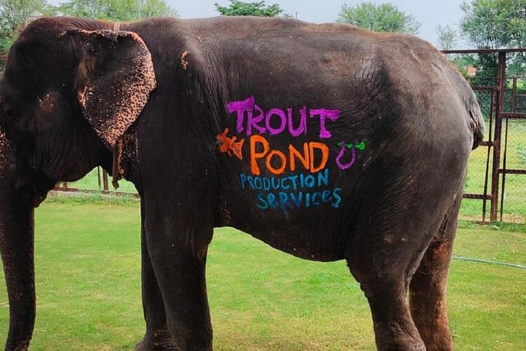 Jaipur: Hathigao Elephant Village Ride, Feeding, & Photos Riding, Feeding, Climbing And Photography with Elephant