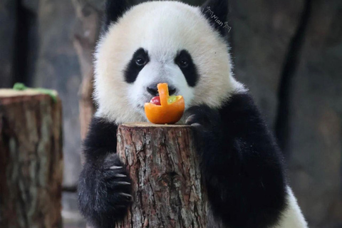 Shanghai Zoo Ticket with PDF Guide & Concierge