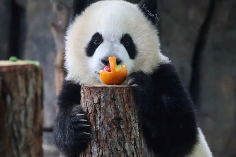 Shanghai Zoo Ticket with PDF Guide & Concierge