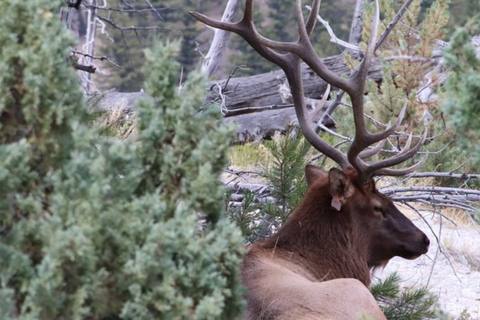 Jackson Hole 3-Day Guided Safari: Yellowstone & Tetons