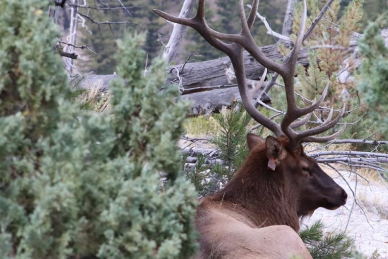 Jackson Hole 3-Day Guided Safari: Yellowstone & Tetons