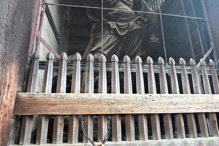 Nara: tour con ciervos, el Gran Buda y demostración de mochi