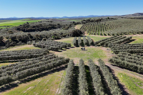 Toledo: Olive Oil Mill Tour & Tasting 4 EVOO Casas de Hualdo Toledo: Olive Oil Mill Tour & Tasting 4 EVOO Casas de Hualdo