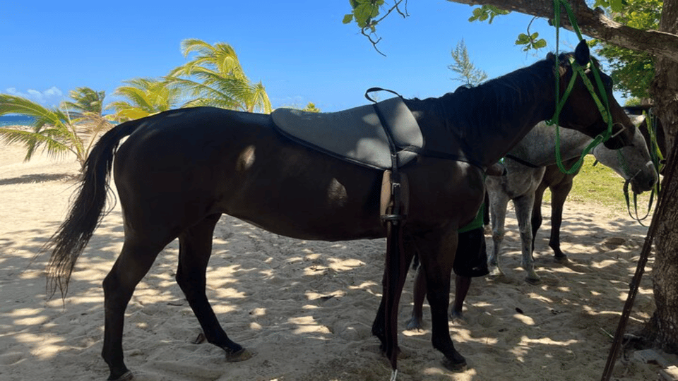 ATV, Bamboo Rafting & Horseback Ride Tour From Montego Bay | GetYourGuide