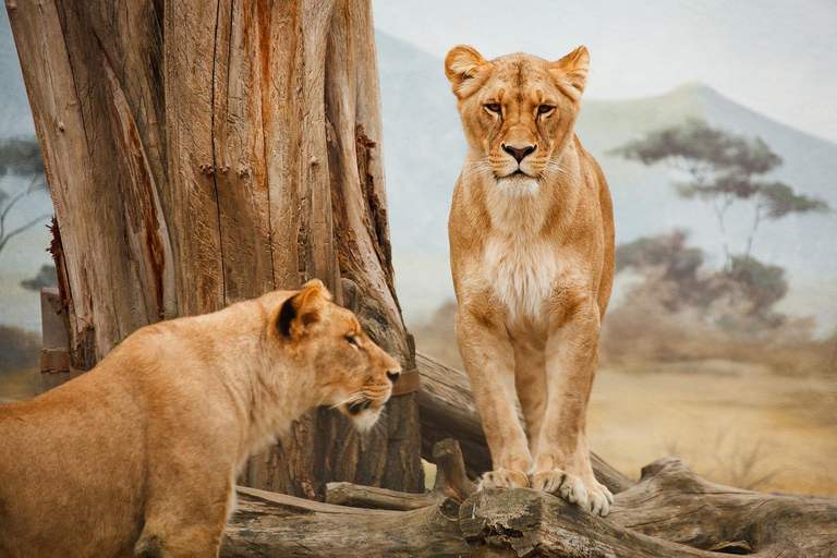 5-daagse groepssafari Tarangire, Serengeti, Ngorongoro, Manyara