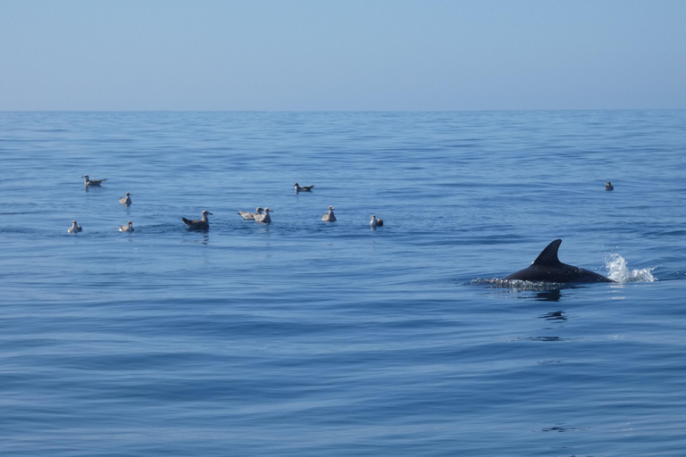 Delfinbeobachtung im Arrábida Naturpark