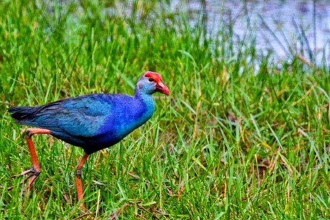 Muthurajawela Bird Watching Boat Tour & Colombo City Tour Tour from Bentota, Ahungalla, Hikkaduwa