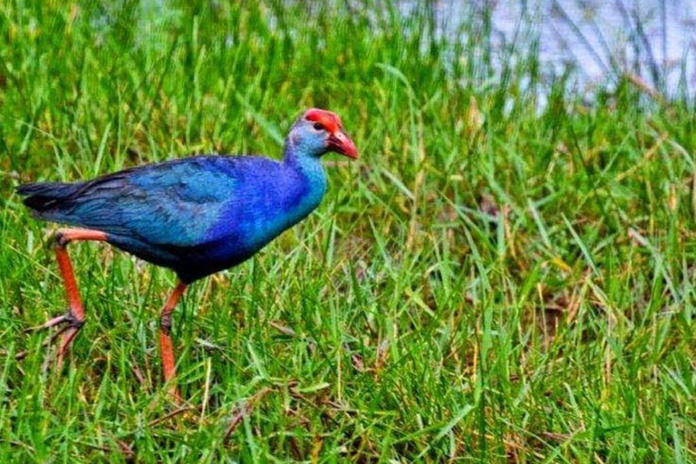 Muthurajawela Bird Watching Boat Tour & Colombo City Tour Tour from Bentota, Ahungalla, Hikkaduwa