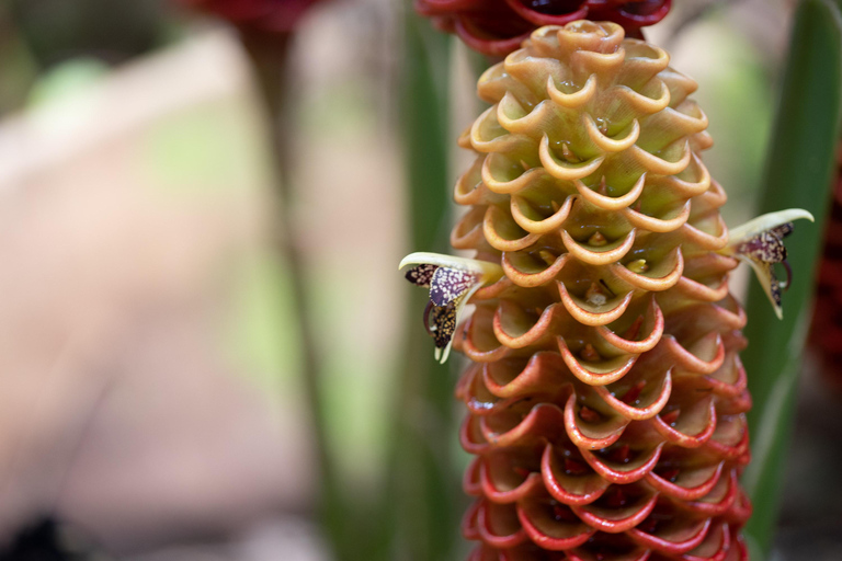 Ko’olau Waterfall Hike & Downhill Bike
