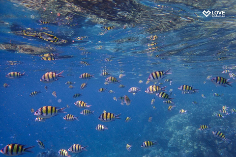 From Phuket or Khaolak: Surin Islands Day Trip Pickup from Khaolak Phang-Nga Area