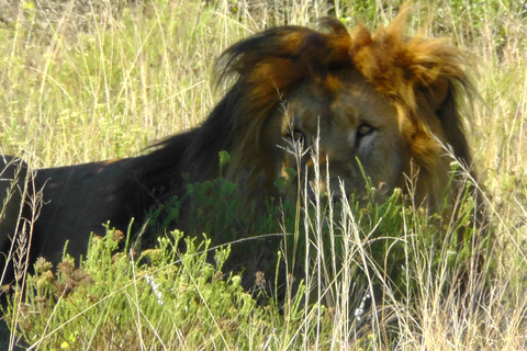 Schotia Safari – Big 5 Experience with High Lion Sightings
