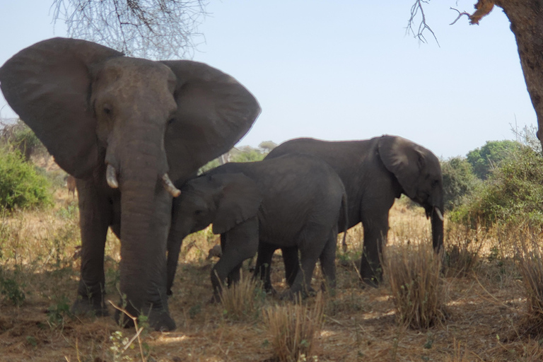 5 dagars familjesafari i Tanzania