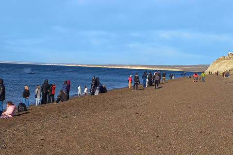 Puerto Madryn: El Doradillo Whale Watching Tour with Pickup