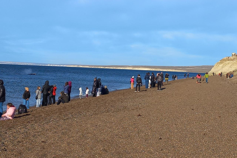 Puerto Madryn: El Doradillo Whale Watching Tour with Pickup