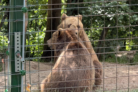 Bear Sanctuary and Transylvania Day Tour Bear Sanctuary & Dracula's Castle Half-Day Tour