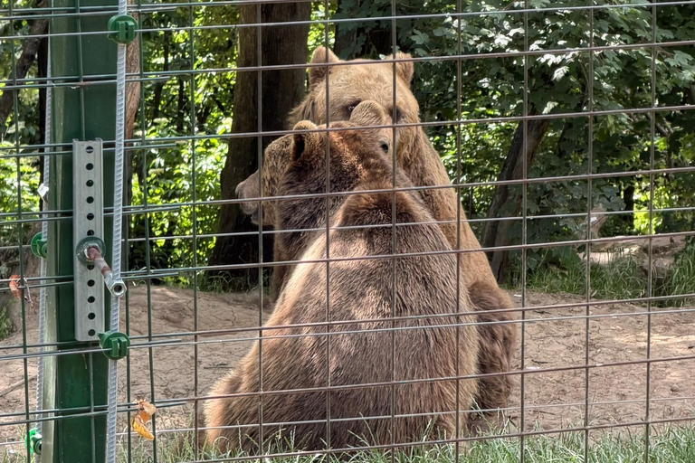 Bear Sanctuary and Transylvania Day Tour Bear Sanctuary & Dracula's Castle Half-Day Tour