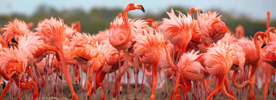 Rio Lagartos et Las Coloradas : safari de luxe à la découverte des flamants roses