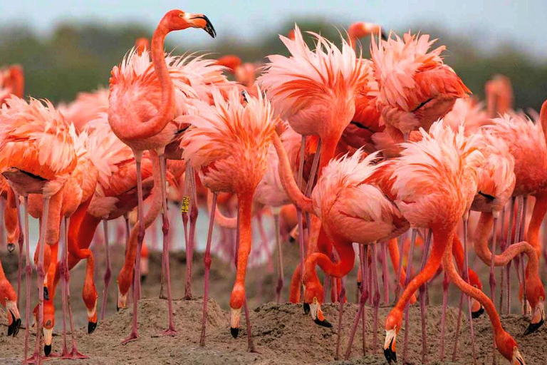 Rio Lagartos et Las Coloradas : EcoSafari Flamingo DeluxRio Lagartos et Las Coloradas : EcoSafari Flamingo Deluxe