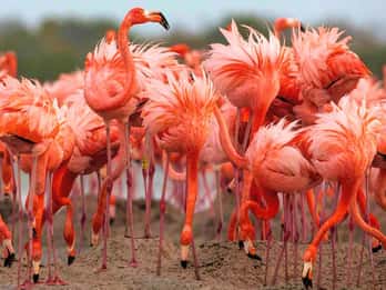 Río Lagartos y Las Coloradas: EcoSafari Flamingo Delux