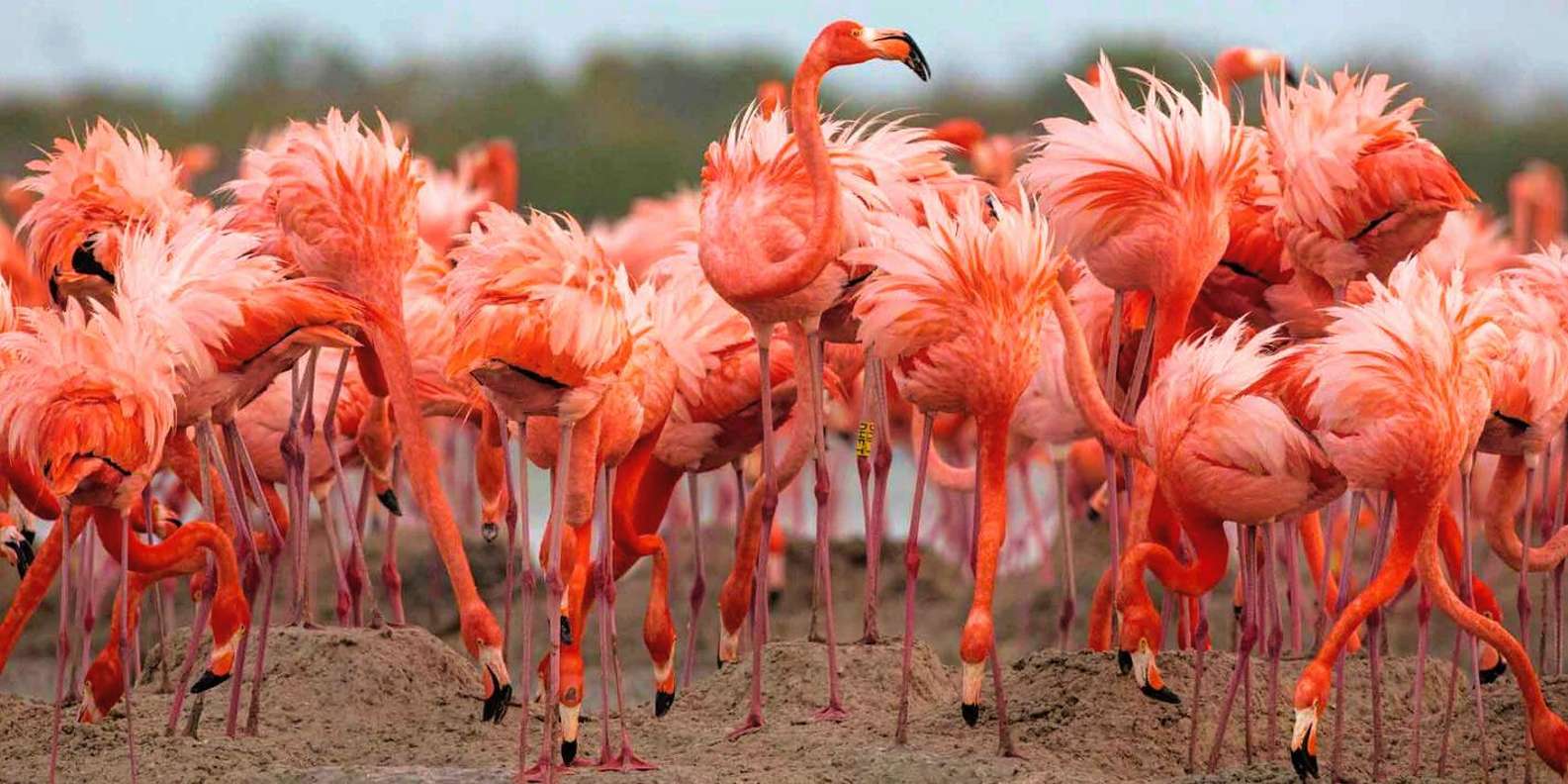 Flamingo Deluxe Rio Lagartos and Las Coloradas | GetYourGuide