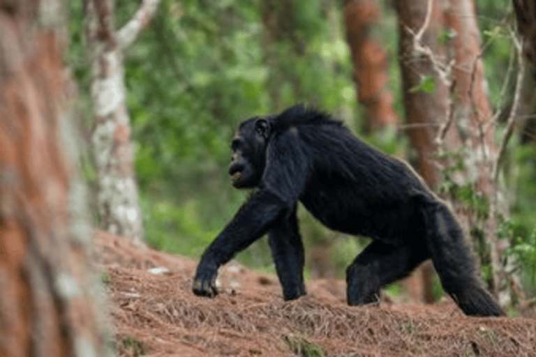 6 Days Primate Safari and lake kivu Adventure.