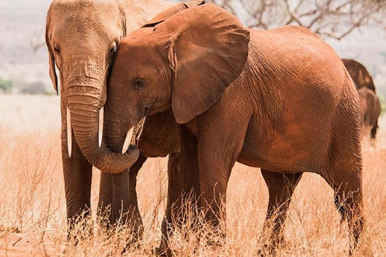 Parc national de Nairobi ; 4 heures de route en voiture dans le seul parc urbain du monde