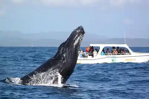 Samaná Full Day, Whales, Cayo Levantado, Lemon Waterfall