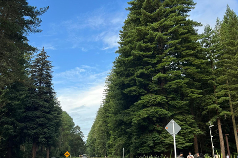 Viagem particular de 1 dia para Te Puia Rotorua