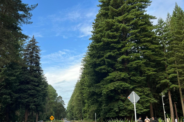 Excursion privée d&#039;une journée à Te Puia Rotorua