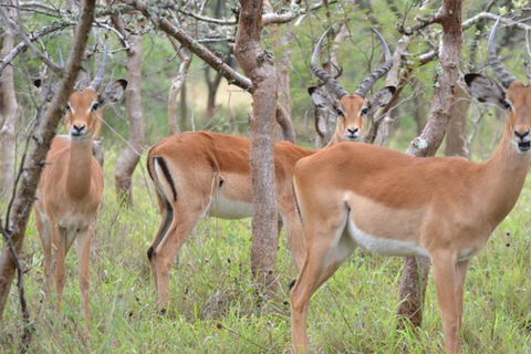 From Kigali: 1-Day Akagera National Park With Picnic Lunch