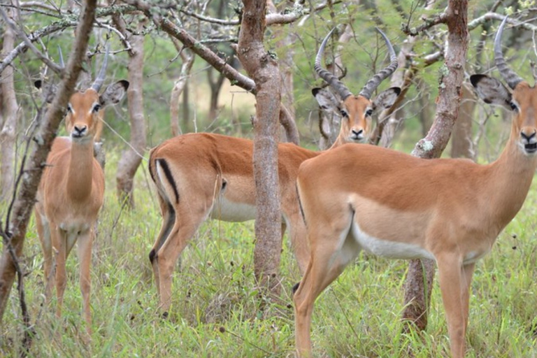 From Kigali: 1-Day Akagera National Park With Picnic Lunch